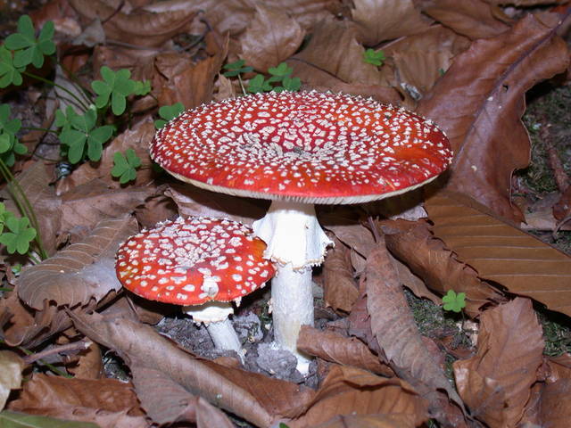 1.1 Amanita muscaria var. muscaria 8625.jpg