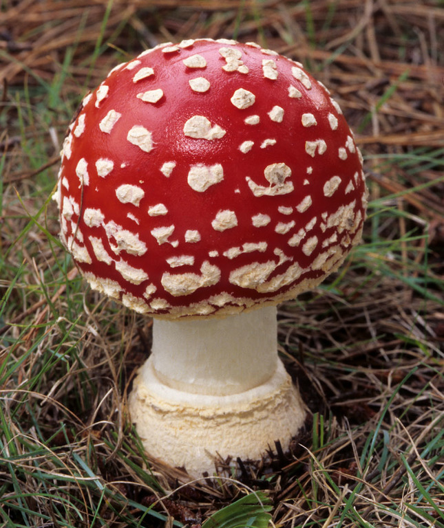 1.2 Amanita muscaria var. muscaria 716060367-mscar1.jpg