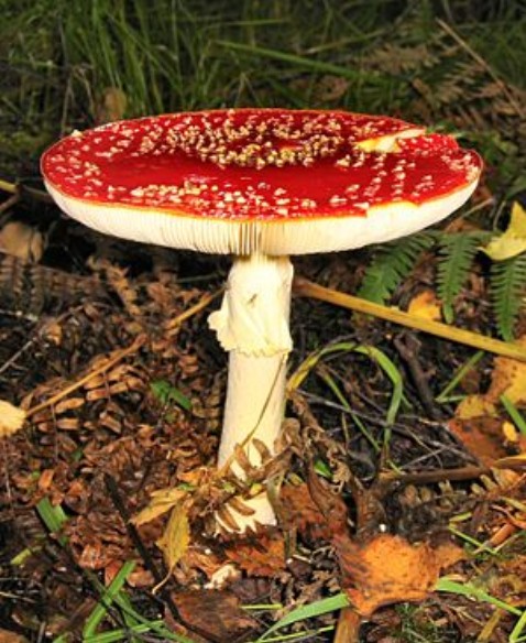 1.3 Amanita muscaria var. muscaria p008_0_00_3.jpg