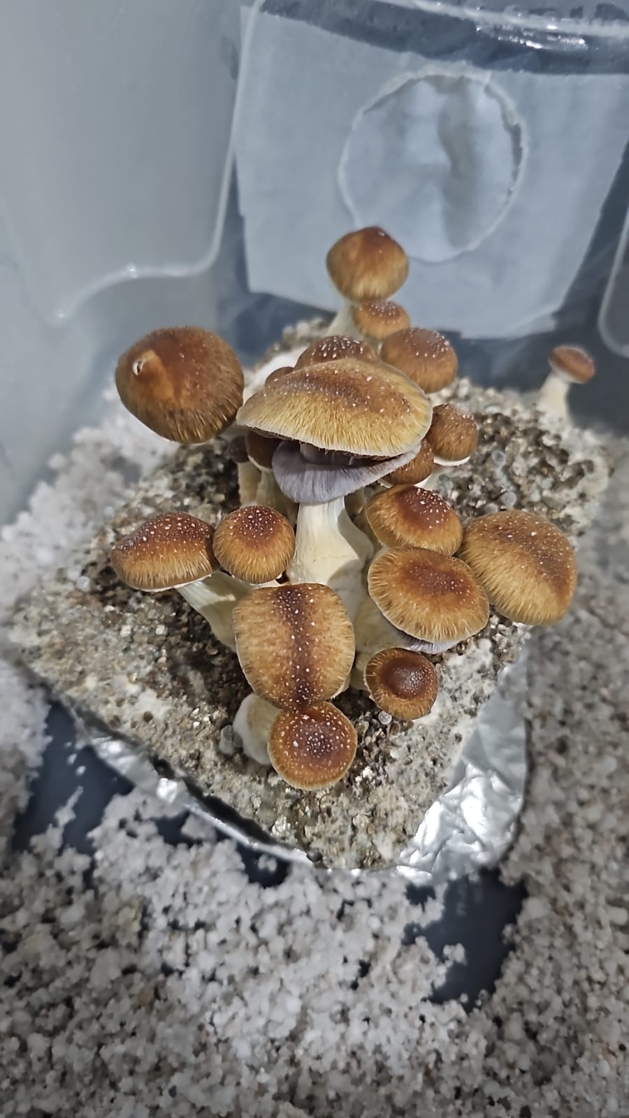 1 cultivo.jpg