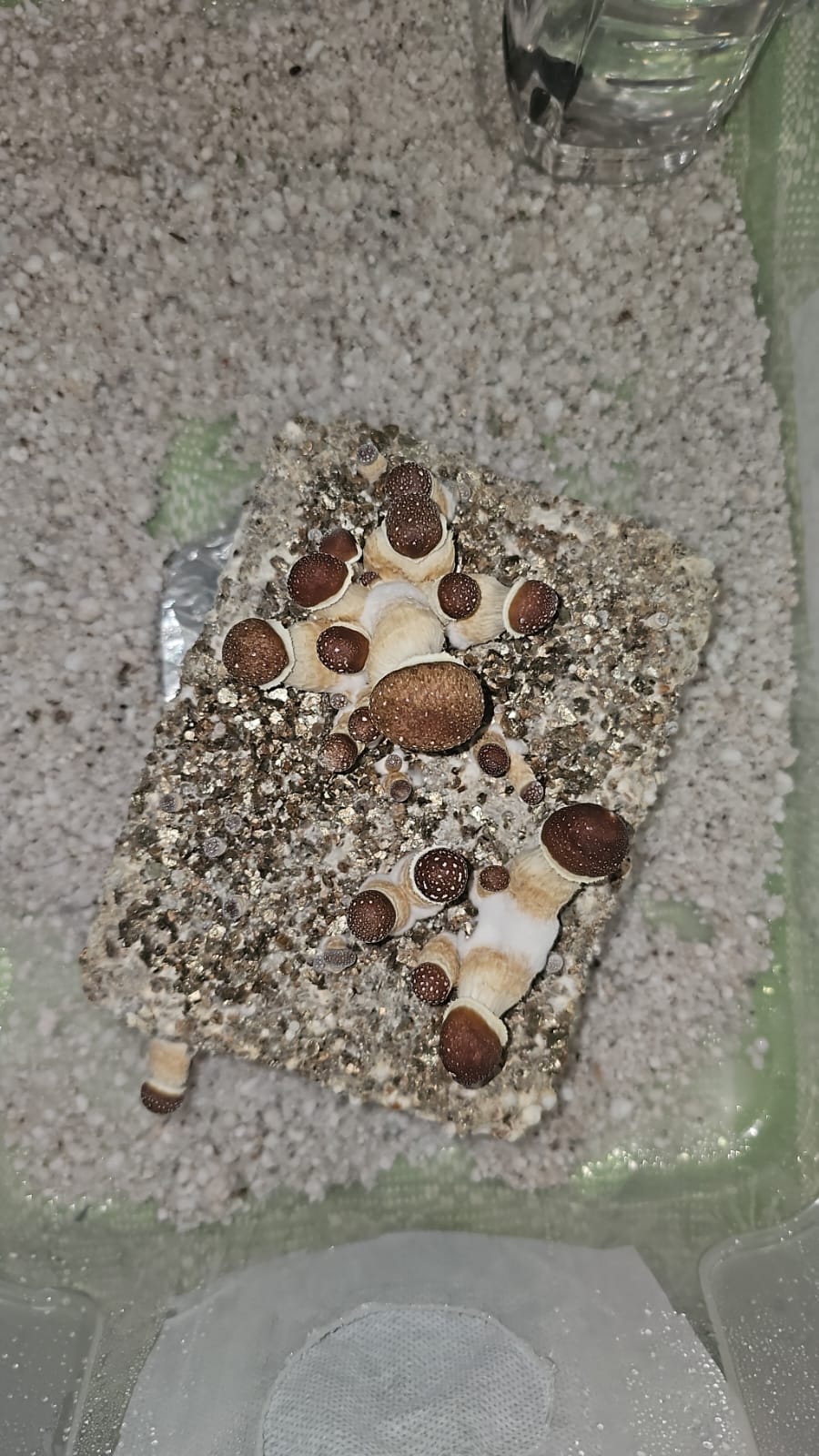 1 cultivo.jpg