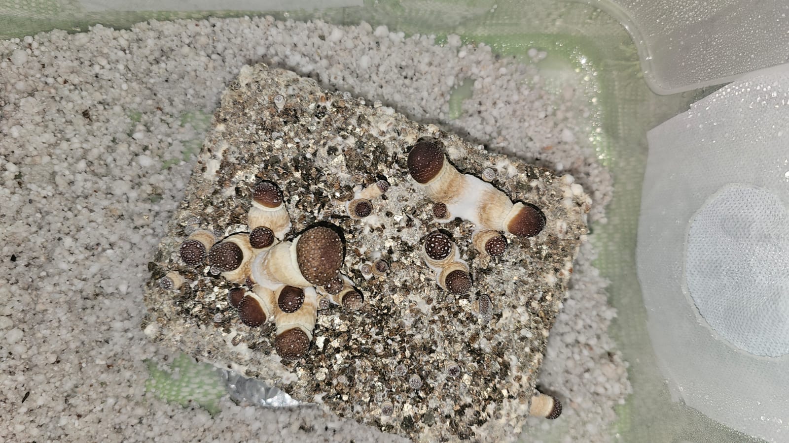1 cultivo.jpg