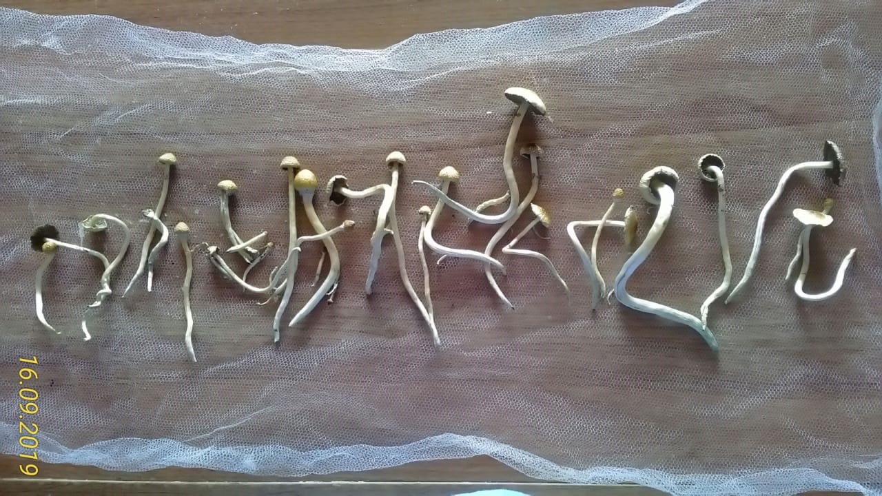 1 flush balde 1.jpeg