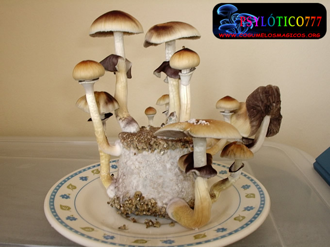 1 flush_colheita_02.jpg