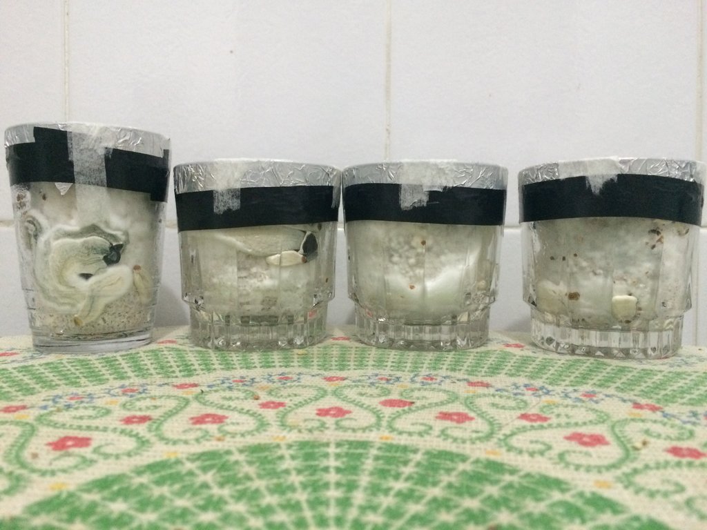 1 - frutificação in vitro 2.JPG