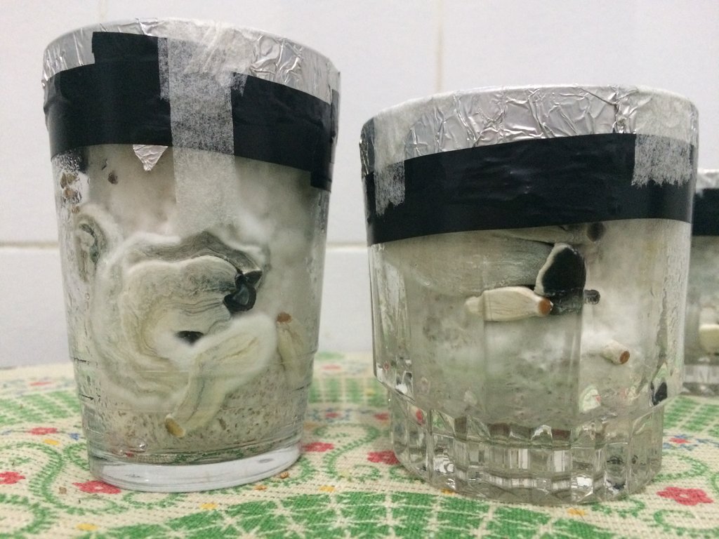 1 - frutificação in vitro chapeus pretos 1.JPG