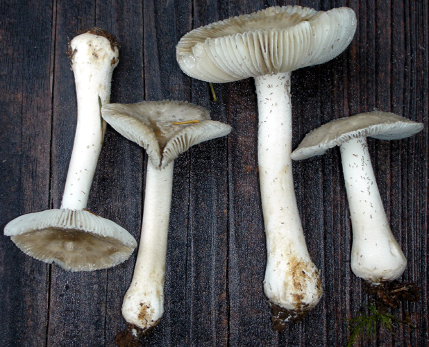 10.1 Amanita farinosa _ssThiers_2203_Pastorino.jpg