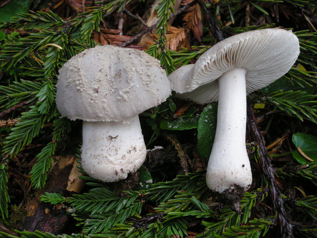 10.3 Amanita farinosa.jpg