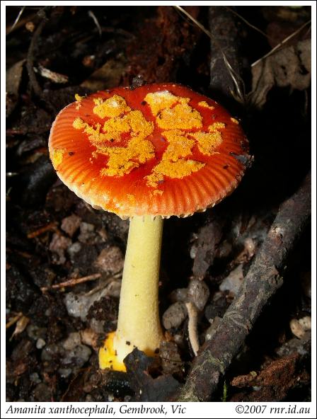 11.1 Amanita xanthocephala _Bunyip070513-3101.jpg