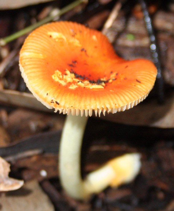 11.2 Amanita xanthocephala _email.jpg