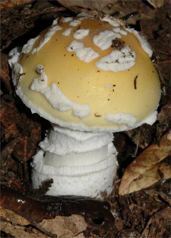 12.1 Amanita breckonii  x2-1.jpg