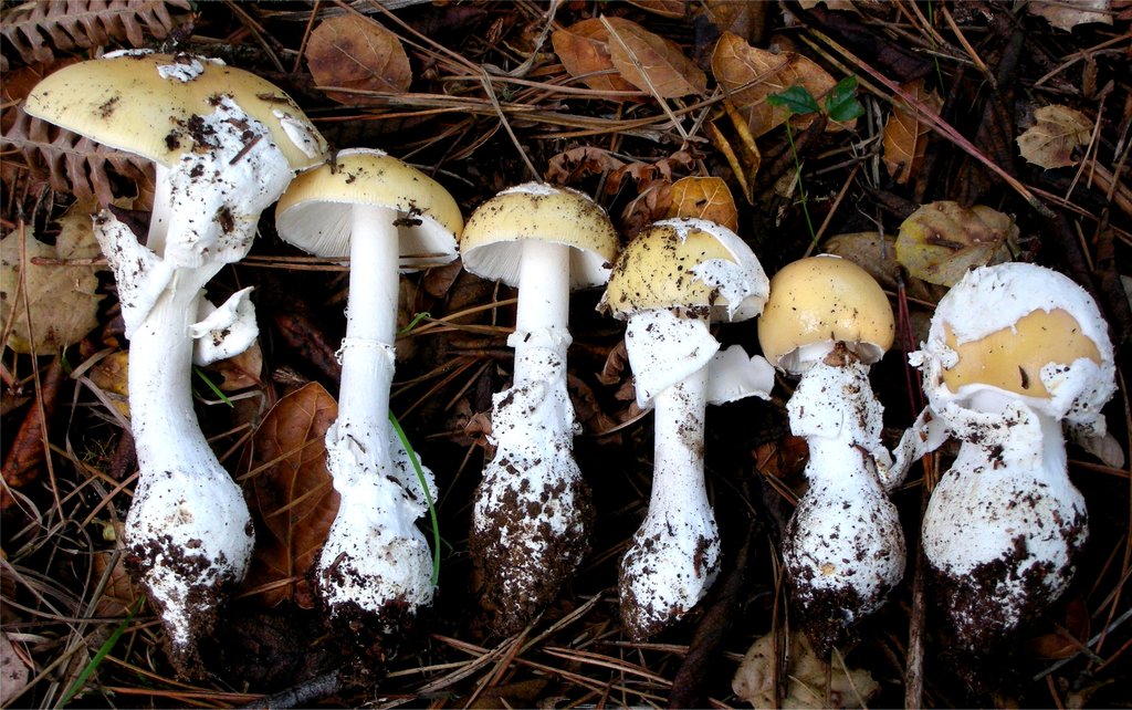 12.2 Amanita breckonii non Thiers.jpg