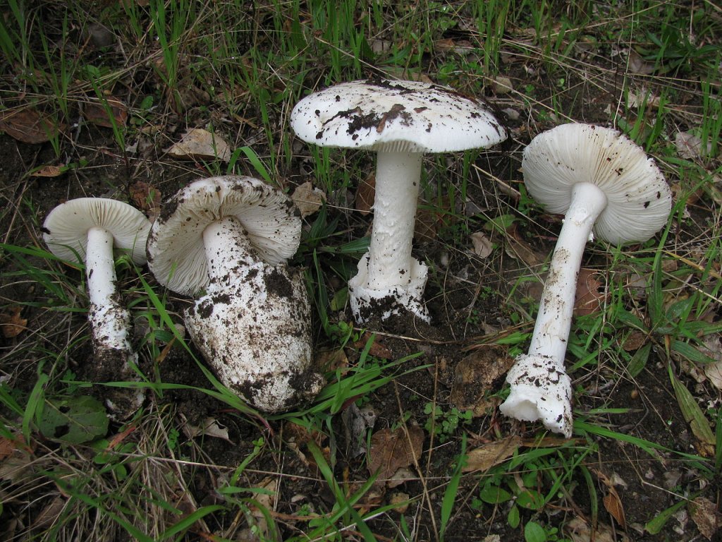 1280px-Amanita_ocreata_79782.jpg