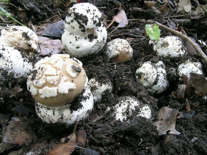 13.1 Amanita gioiosa post-1526-1150714557.jpg