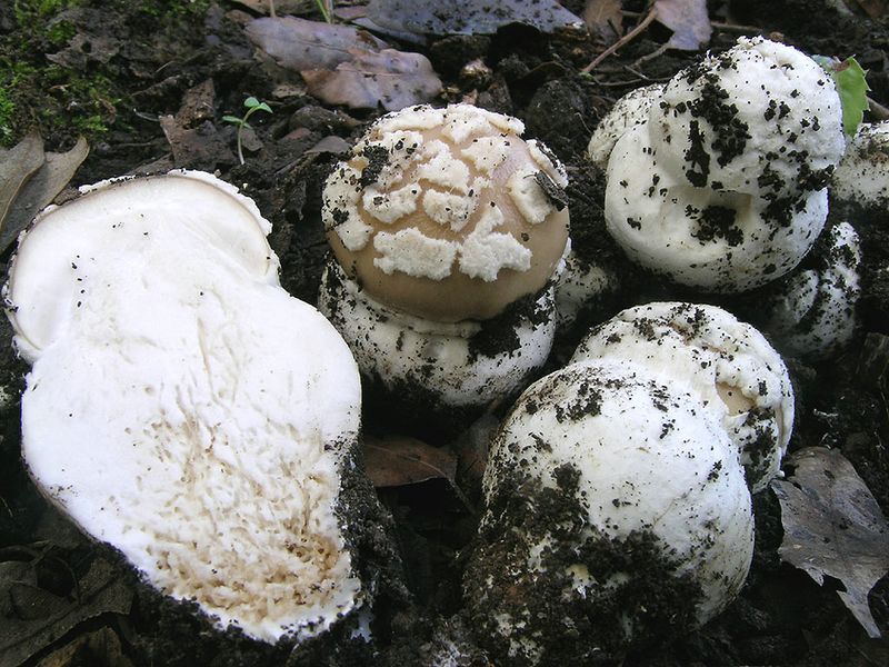 13.2 Amanita gioiosa post-1526-1150714742.jpg