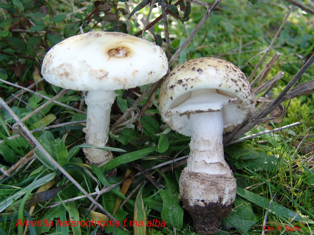 14.1 Amanita heterochroma f. alba 20b.jpg