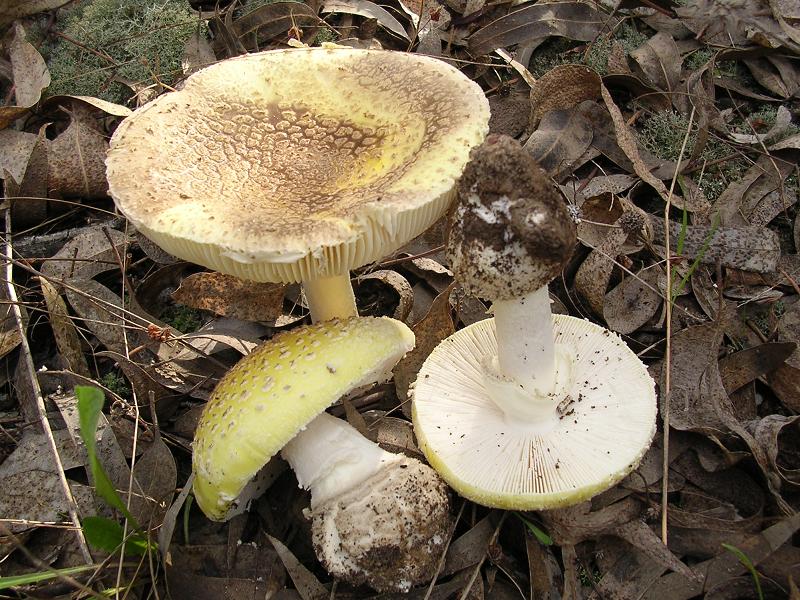 14.3 amanita heterochroma2.JPG