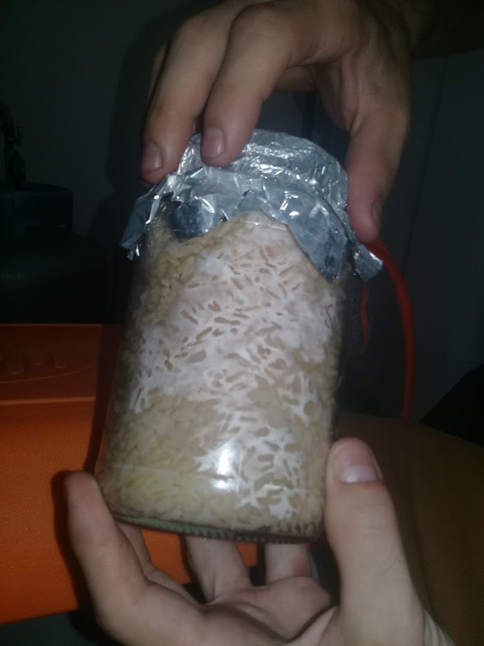 2° Cultivo! - Arroz integral + multi esporos de MDK