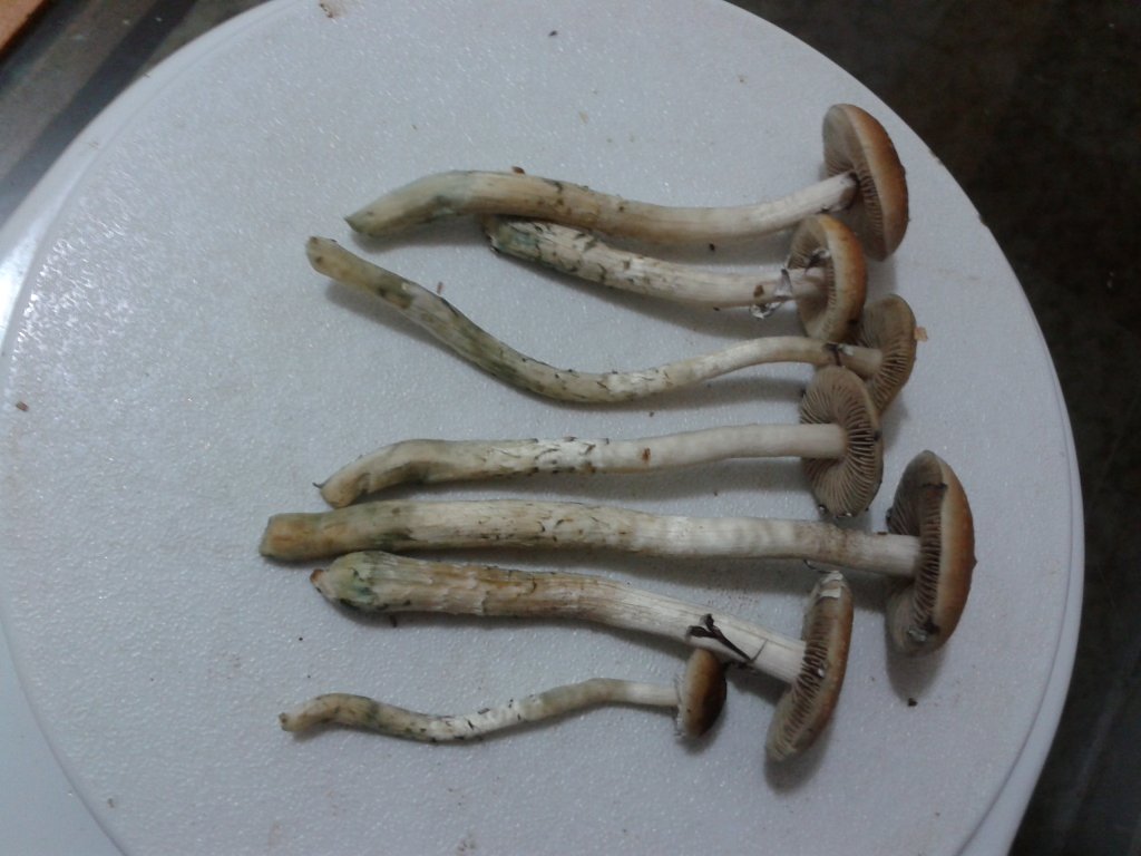 2013-08-16 18.34.53.jpg