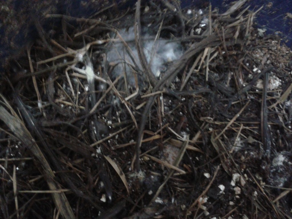 2013-08-21 08.55.40.jpg