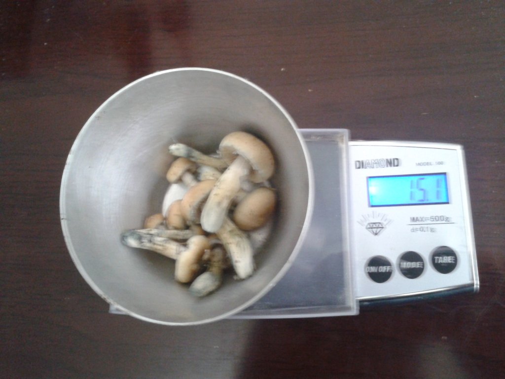 2013-10-31 14.38.08.jpg