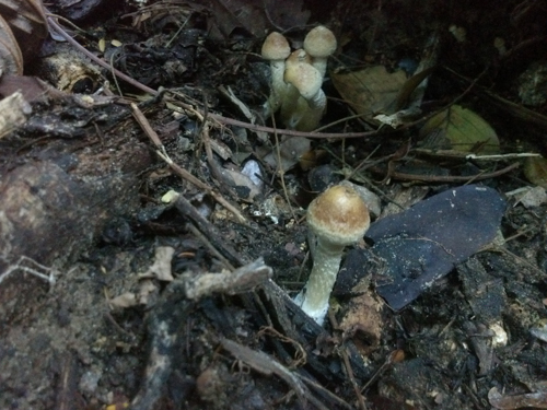 2013-11-15 16.44.11.jpg