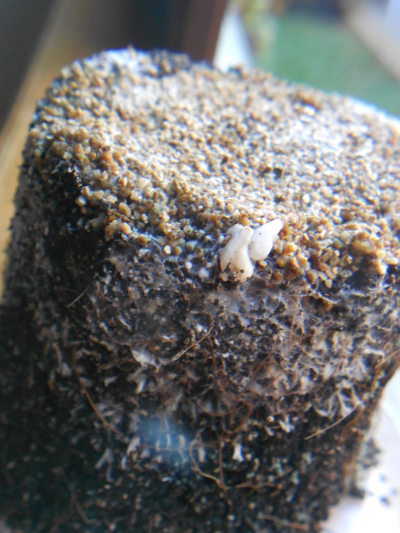 2014-02-20 16.21.02.jpg