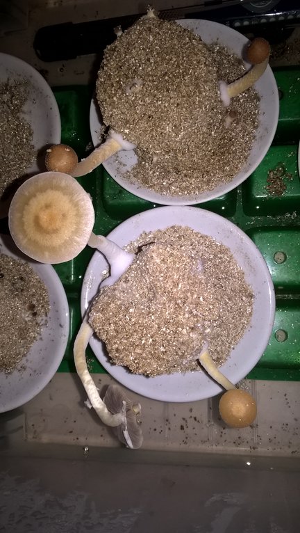 2016-05-01 18.10.29.jpg