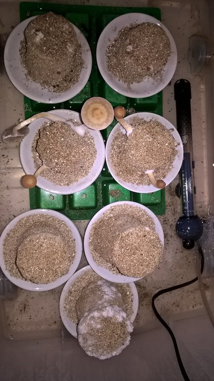 2016-05-01 18.10.51.jpg