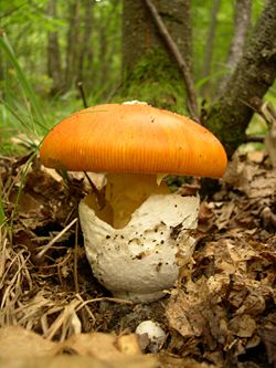 250px-Amanita_caesarea.JPG