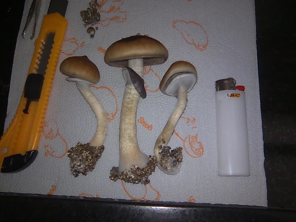 3mdk_2208_3.jpg