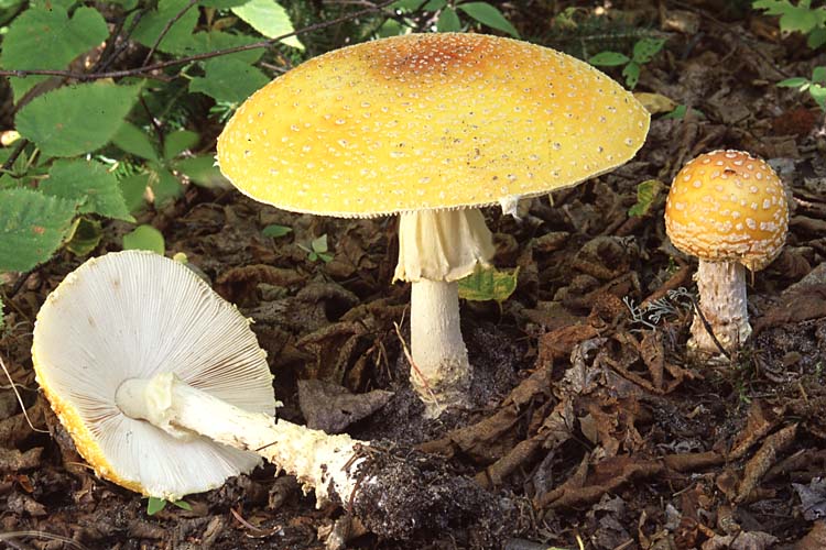 4.2 Amanita muscaria var. formosa Amanita_muscaria.JPG