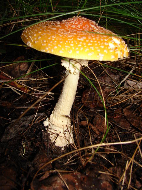 4.3 Amanita muscaria var. formosa 23688.jpg