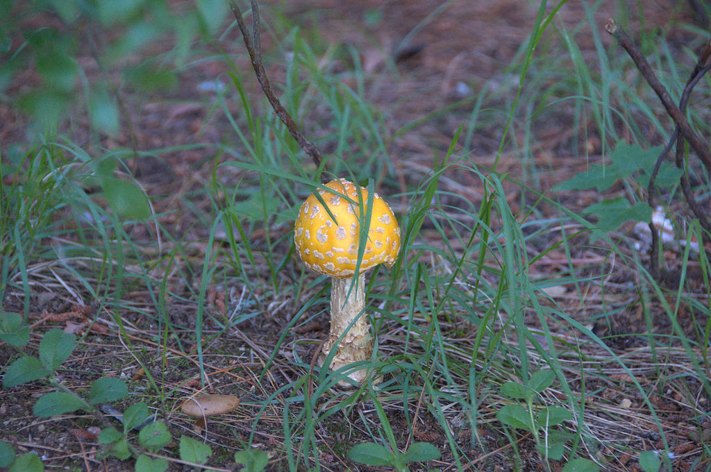 5.1 Amanita muscaria var. guessowii Amanita_muscaria_DWC_7656.jpg