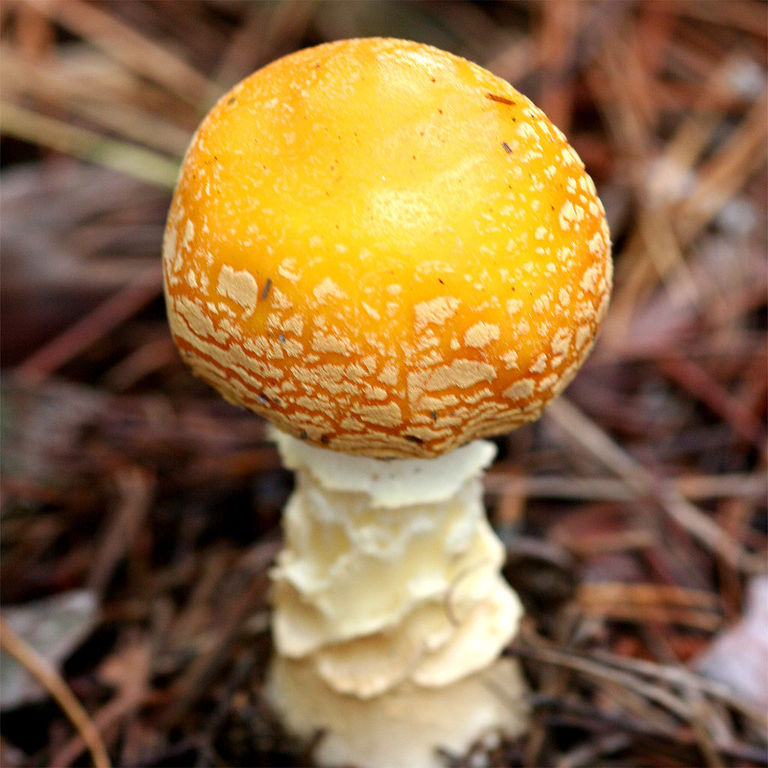 5.3 Amanita muscaria var. guessowii.jpg