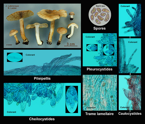 5 - Inocybe sp..jpg