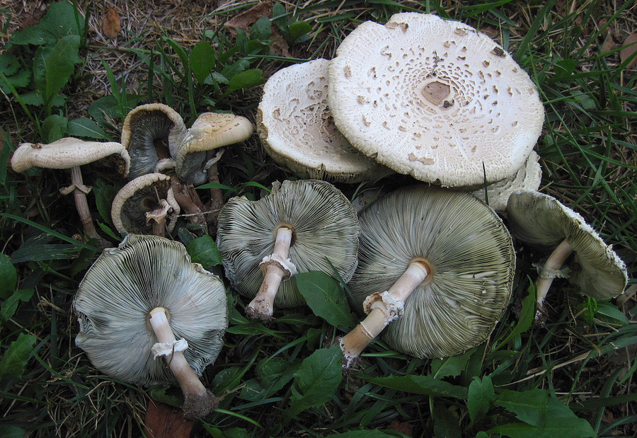 596360312-Chlorophyllum_molybdites.jpg