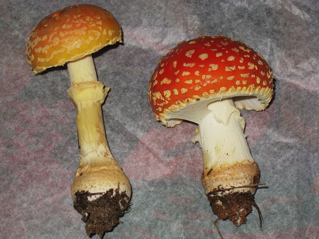 6.1 Amanita muscaria var. persicina -_Copy.JPG