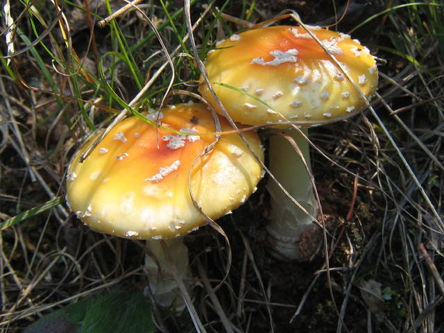 6.2 Amanita muscaria var. persicina 1.jpg