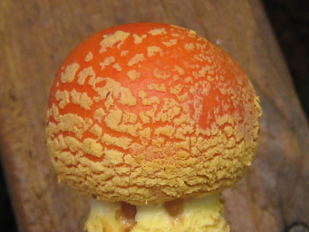 6.3 Amanita muscaria var. persicina.jpg