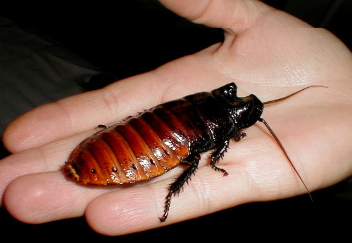 6-Amazing-Facts-About-Cockroaches-2.jpg