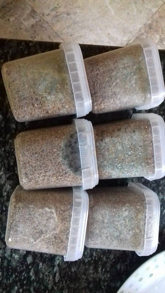 6 Bolos contaminados.jpg