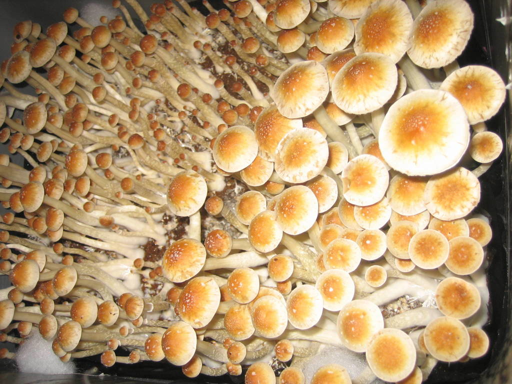 686463059-amazon_monotub_001.jpg