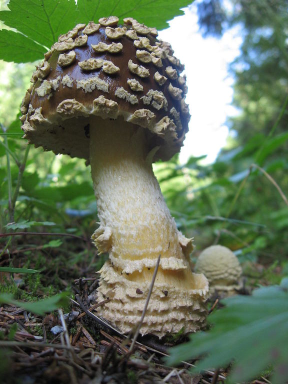 7.1 Amanita muscaria var. regalis _52330.jpg