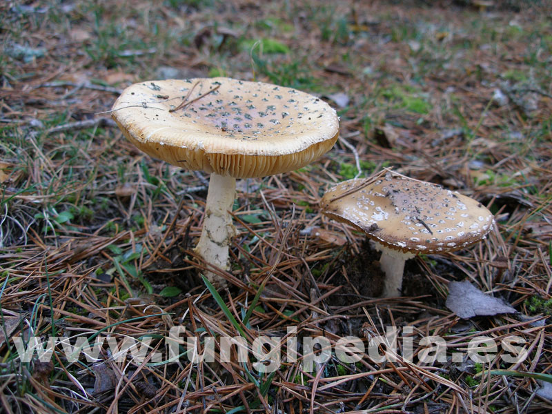 7.2 Amanita muscaria var. regalis 2.jpg