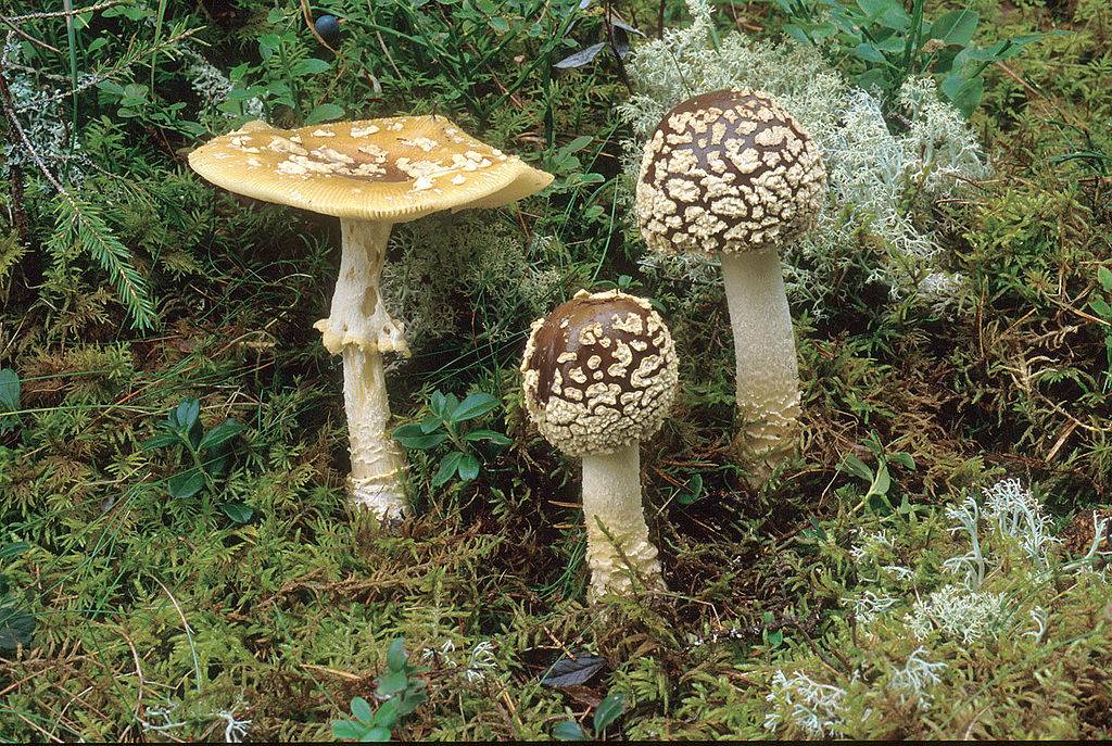 7.3 Amanita muscaria var. regalis 1024px-A_regalis.jpg