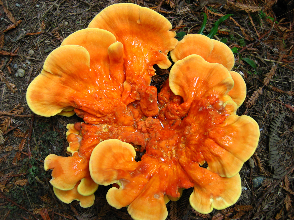 750-fungi-in-redwood-national-park.jpg