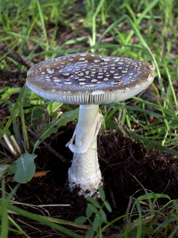 8.1 Amanita pantherina.jpg