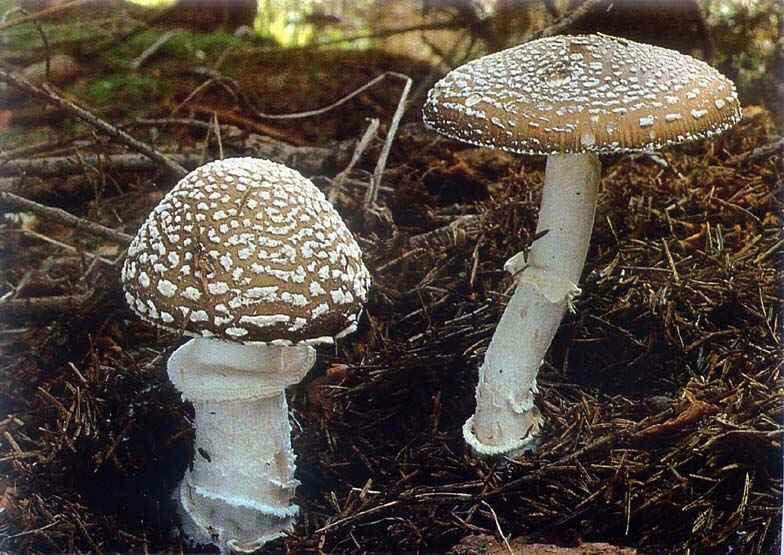 8.3 Amanita pantherina a.jpg