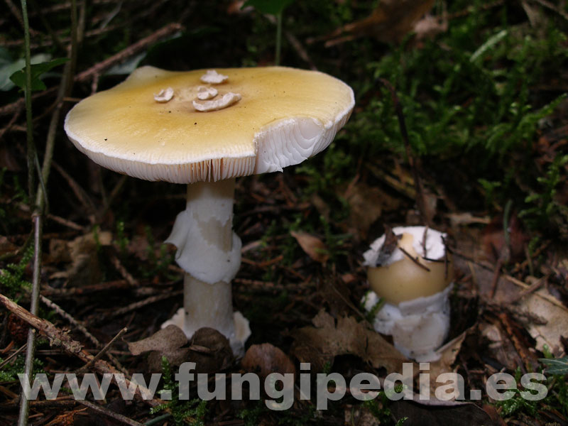 9.2 Amanita gemmata 4.jpg